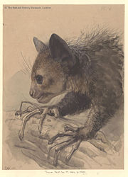 An Aye-aye foraging, c.1863, Joseph Wolf. Held at the Natural History Museum, London