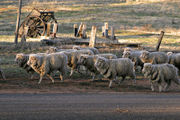 Sheep walking along a road