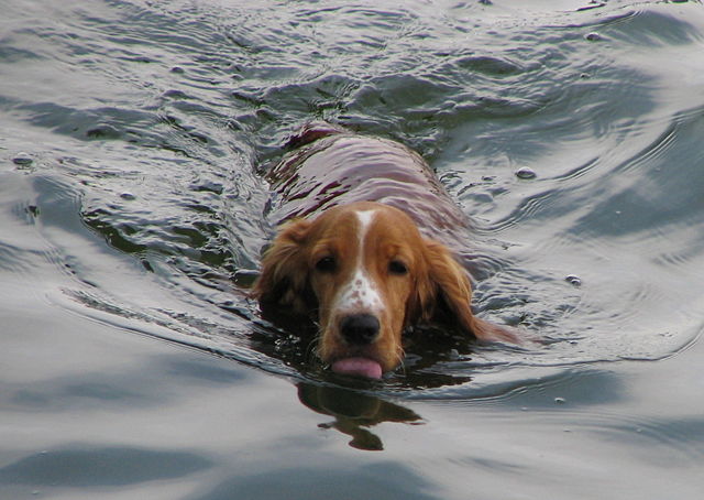 Image:Swimming dog bgiu.jpg