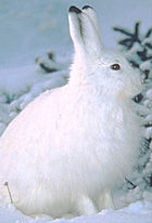 The Snowshoe Hare is one animal that changes color in winter.