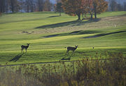 Deer on a golf course.