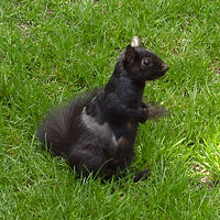 A black (melanistic) eastern gray squirrel, Princeton New Jersey