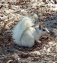 A mostly white (but not albino) eastern gray squirrel; Leon Co. Florida