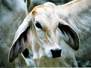 A Brahman calf