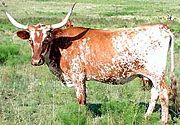 Texas Longhorns are an iconic U.S. breed
