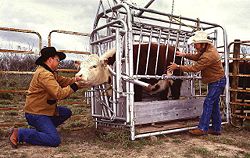 A cow being inspected for ticks; cattle are often restrained or confined in Cattle crushes when given medical attention.
