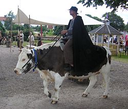 Riding an ox in Hova, Sweden.