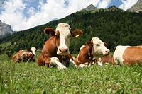 Simmental cattle resting on a Swiss pasture