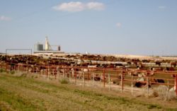 Cattle - especially when kept on enormous feedlots such as this one - have been named as a contributing factor in the rise in greenhouse gas emissions.