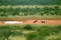 Cattle at a water hole near Serowe.