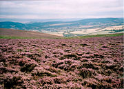 Dunkery Beacon, with heather in bloom