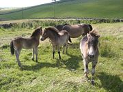A herd of Exmoor pony foals.