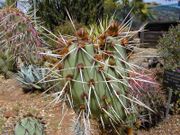 Many species of cactus have long, sharp spines.