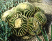 Echinocactus grusonii is a popular species in cultivation