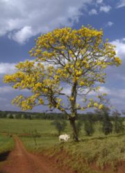 The araguaney (Tabebuia chrysantha), Venezuela's national tree.