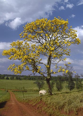 Image:Araguaney (Tabebuia chrysantha), Venezuela.jpg
