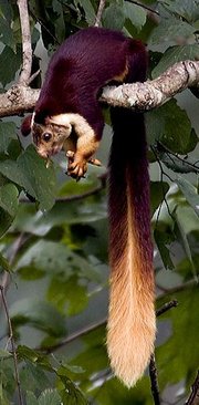 Indian giant squirrels inhabit the forests of the Western Ghats.