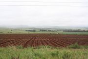 Workers planting on a farm in the central area of Mpumalanga.