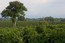 Plantation of Colombian coffee, Quindio. Coffee is the main agricultural export of Colombia.