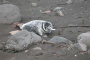 Grey Seal pup on the Faroe Islands, November 2004