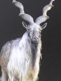 The Markhor is the national animal of Pakistan