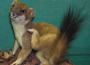 Stuffed Stoat in Bristol City Museum, Bristol, England. The stoat is distinguished from the weasel by its larger size and black tip to the tail.