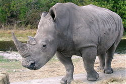 White rhinoceros, on the prowl