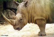 Wide lips distinguish the white rhino