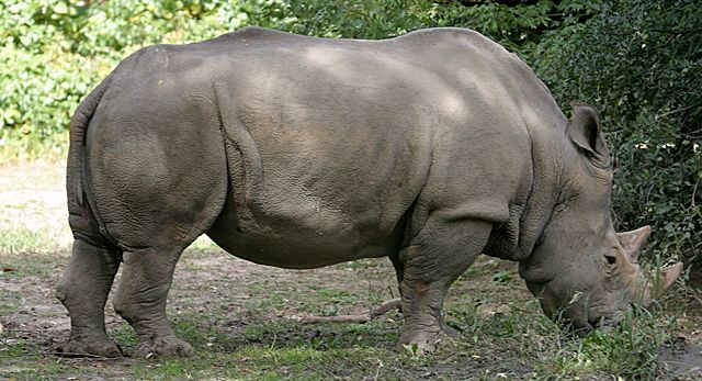 Image:White Rhinoceros.jpg