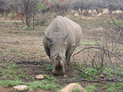 A white rhinoceros, showing the 'wide' lip.
