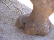 White Rhinos have three distinct toes.