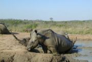 White Rhinos enjoying a wallow in the mud.