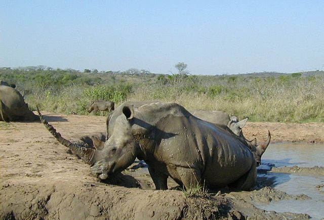 Image:White rhinoceros Hluhluwe-Umfolozi.jpg