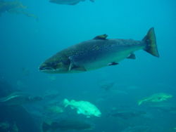 An adult Atlantic salmon displaying its black spotting and blue colouration