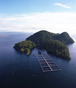 An Atlantic salmon farm which holds yearlings for up to two years. Many hold broodstock for even longer in these conditions to help ensure large, sexually mature adults.
