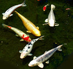 Different colorations of koi