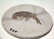 Cricoidoscelosus aethus, a fossil crayfish in Hong Kong Science Museum.