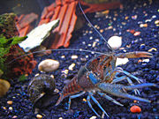 A crayfish in a freshwater aquarium