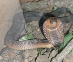 Egyptian Cobra, Naga haje