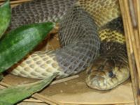 Coiled Egyptian Cobra with hood dormant