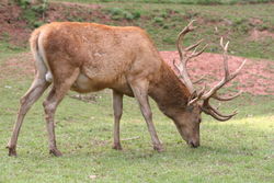 Male (Stag)