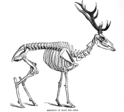 Skeleton of a stag