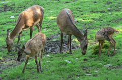group of hinds with fawns
