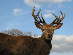 Stag with Antlers