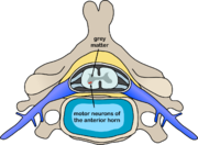 The location of motor neurons in the anterior horn cells of the spinal column
