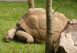 Aldabra Giant Tortoise(Geochelone gigantea)from Aldabra atoll in the Seychelles.