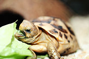 A baby tortoise feeding on lettuce.