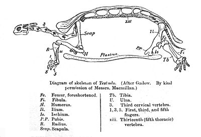 Skeleton of a tortoise
