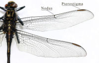 Wing structure of a dragonfly