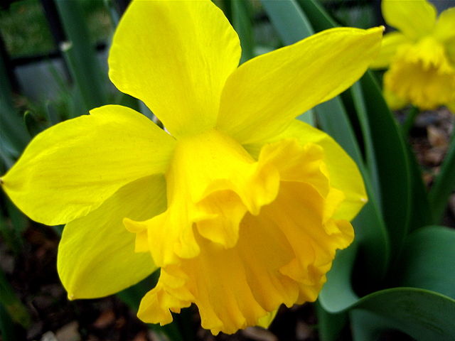 Image:Daffodills (Narcissus) - 25.jpg